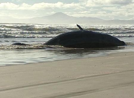 Whale strandings
